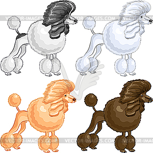 Poodles - vector image