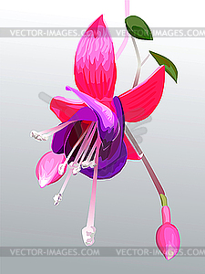 Flower fuchsia - vector EPS clipart