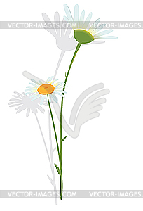 Camomile flower - vector image