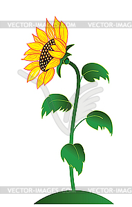 Sunflower - vector clipart