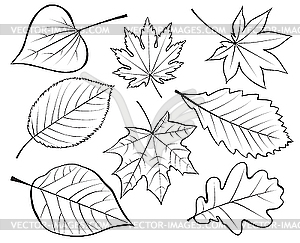 Set of leaves - vector image