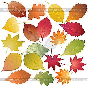 Set of colored leaves - vector clipart