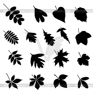 Leaf silhouettes - vector image