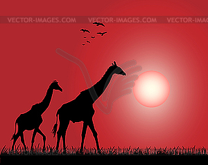 Жирафы - иллюстрация в векторном формате
