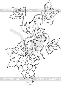 Silhouette of branches of grapes - vector clip art