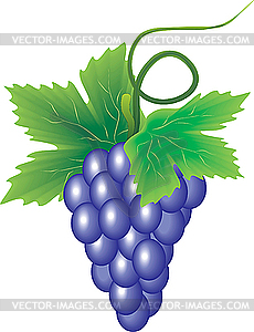 Branch of grapes - vector clipart