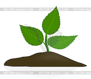 Young plant in dark soil - vector clip art