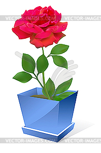 Red rose flower in pot - vector image