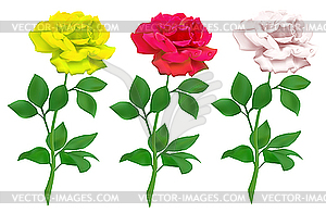 Realistic roses - vector clipart