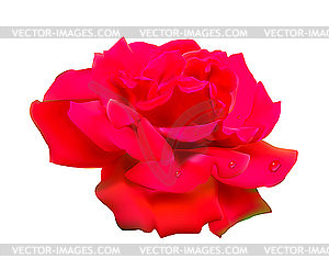 Red rose - vector clipart / vector image