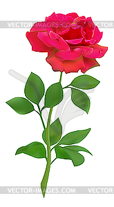 Red rose - vector image