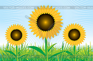 Beautiful sunflower background - vector image