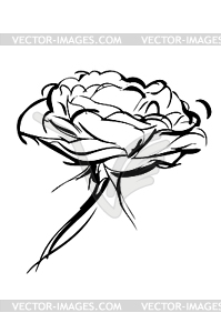 Sketch of rose - vector clipart