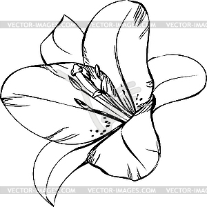 Lily flower - royalty-free vector clipart