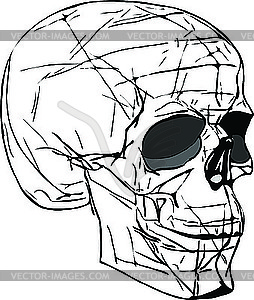 Human skull - vector clipart