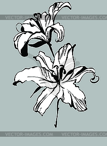 Two lilies - vector clipart / vector image