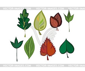 Different leaves - vector image