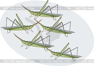 Insect - vector image