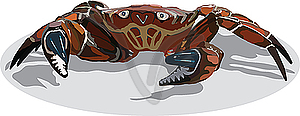 Crab - vector image