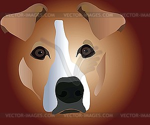 Of muzzle CU of home mammal of dog - vector clip art