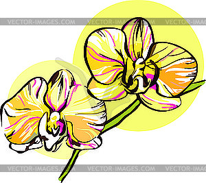 Two orchid with yellow middle - vector image