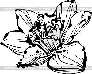 Narcissus bud - vector clipart