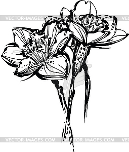 Flowers of narcissus - vector image