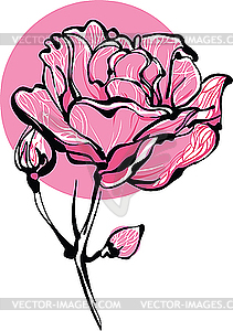 Decorative pink roses in bud on white background - vector image