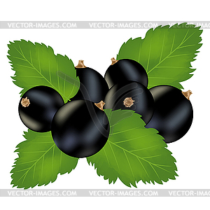 Blackenning currant - vector EPS clipart