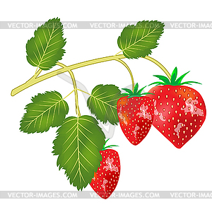 Berry strawberries - vector clipart