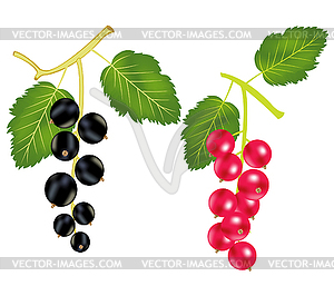 Branch of currant and wood sorrels - vector clipart