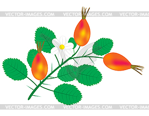 Branch with berry of wild rose - vector image