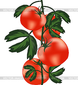 Ripe tomatoes on bush - vector clip art