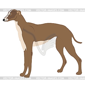 Greyhound dog  - vector image