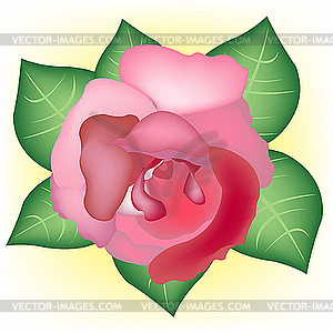 Red rose - vector image