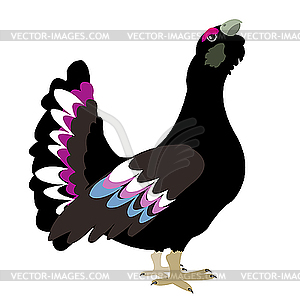 Black grouse - vector clipart