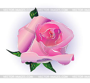 Pink rose - vector clipart