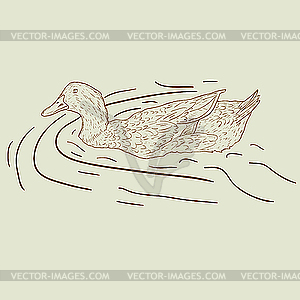 Wild duck.  - vector clipart