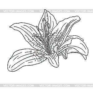 Floral design element - vector clip art