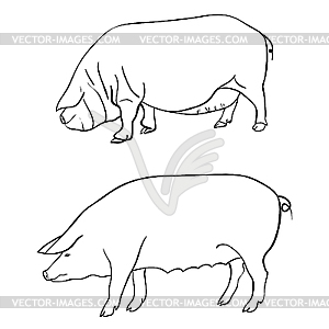 Pigs - vector clip art