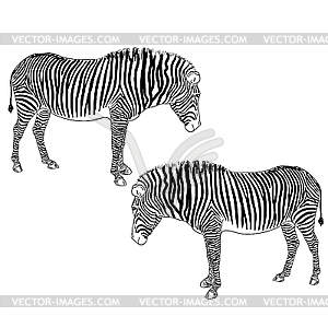 Two zebras.. - vector image