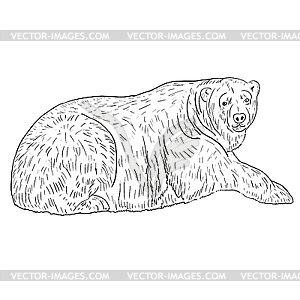 White Polar Bear.. - vector clipart