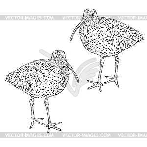 Eurasian Curlew, bird.. - vector clipart