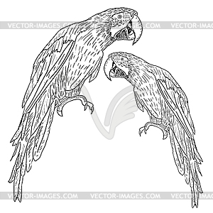 Macaws.. - vector clipart