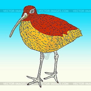 Eurasian Curlew, bird.. - vector image