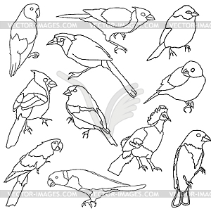 Set of different species of birds - vector clip art