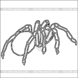 Tattoo of black widow spider - vector clip art