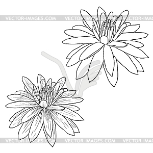 Oriental lotus - flower  - vector clip art