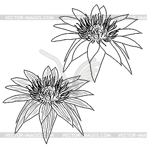 Oriental lotus - flower  - vector image