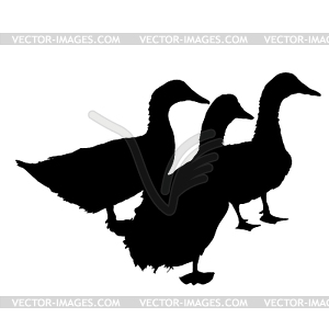 Three silhouette of beautiful ducks - vector EPS clipart